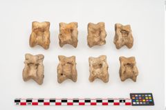 Foto von Astragalknochen (NHMW-PRAE-025010)